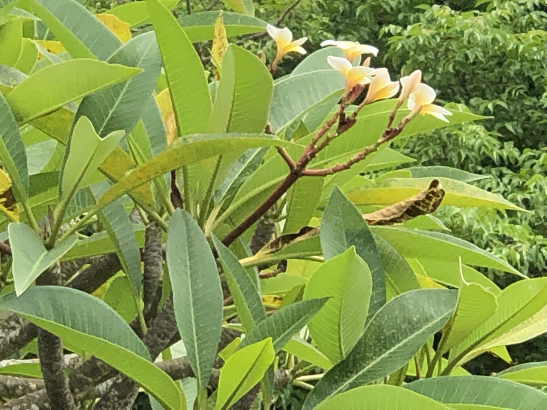 2018-Bali Island-Bali eiland-巴厘岛